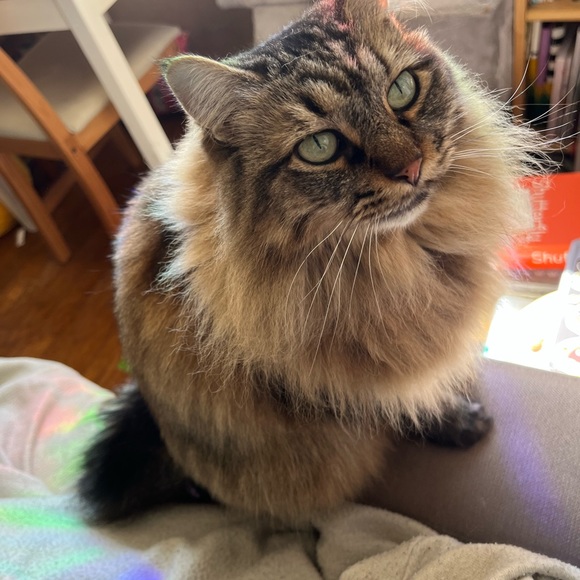 Meet your Posher, Angela - Picture 2 of 2